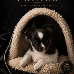 Chihuahua puppies from Angelique Dalley
