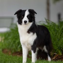 Mira - Border Collie