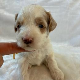 Happy - Brown and white male Cockapoo puppy in Adrian, Oregon from ApplebyFarm