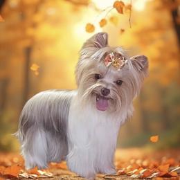 Lexi - Yorkshire Terrier