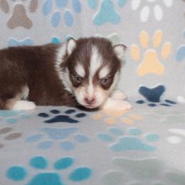 Scarlett - Chocolate female Pomsky puppy in Clarkston, Utah from Red Rock Ranch Breeders