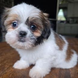 Raya - Brindle female Shih Tzu puppy in Stroudsburg, Pennsylvania from Puppyville Pa Shih Tzu & frenchies