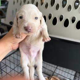 Longhaired EE cream boy - Cream male Dachshund puppy in Wahiawa, Hawaii from Versatile Ohana