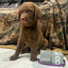 Purple Dot - Brown male Chesapeake Bay Retriever puppy in Wisconsin Dells, Wisconsin from Kilbourn Chesapeakes