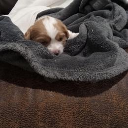 Cavachon and Poodle Puppies from My Furry Friends