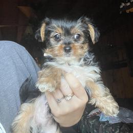 Yorkshire Terrier Puppies from Sierra Nevada Yorkies