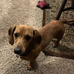 Tuck - Dachshund