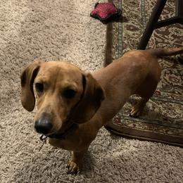 Tuck - Dachshund