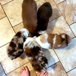 Miniature Australian Shepherd Puppies from CopperHead Aussies