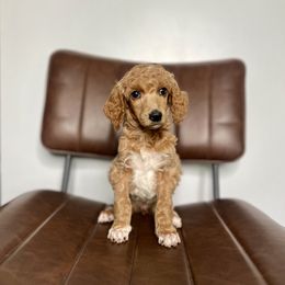 Mocha - Parti Poodle puppy in Sandy, Utah from Royal Ridge Poodles
