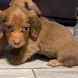Zoey - Red female Dachshund puppy in Waddell, Arizona from The Bearded Companions