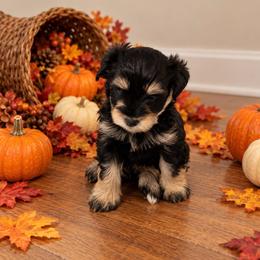 Talla - Black and silver female Miniature Schnauzer puppy in Daisetta, Texas from Winfree’s Schnauzers