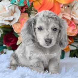 Dachshund Puppies from RRD