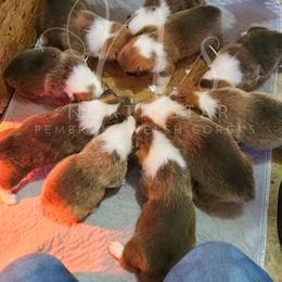 Pembroke Welsh Corgi Puppies from North Star Pembroke Welsh Corgi's