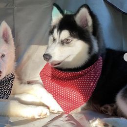 French Bulldogs and Siberian Huskies from Exotic Frenchie Palace