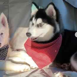 French Bulldogs and Siberian Huskies from Exotic Frenchie Palace