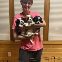 Cavalier King Charles Spaniel Puppies from Heartland Cavaliers