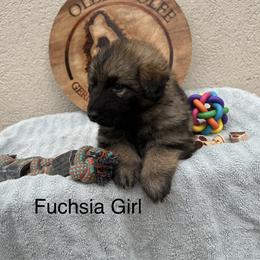 Fuchsia Collar Girl - Sable female German Shepherd puppy in Columbus, Mississippi from Olde Wolfe German Shepherds