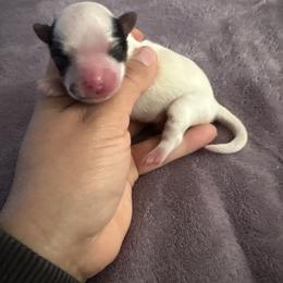 Male 2 - Parti male Yorkshire Terrier puppy in Fredericksburg, Virginia from VA Exclusive Yorkies