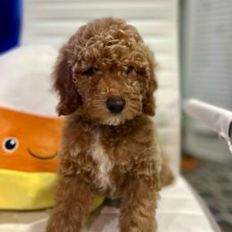 Justice - Red  female Poodle puppy in Herriman, Utah from Shaggy Mountain Pups LLC