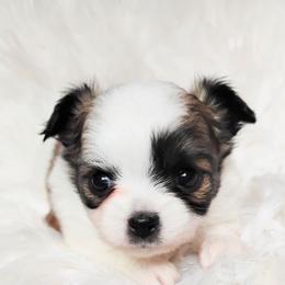 Stormy - Black and tan female Chihuahua puppy in Wayland, Michigan from MI Chihuahua