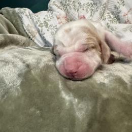 Imani - Lemon and white female Basset Hound puppy in Bellaire, Ohio from Blessed Bassets