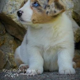 Pembroke Welsh Corgi Puppies from Royal Ridge Corgis