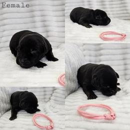 Pink Collar - Female - Black female Labrador Retriever puppy in Boyd, Minnesota from Lindley Labradors