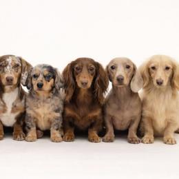 Dachshund puppies from Taylors Tiny Tails