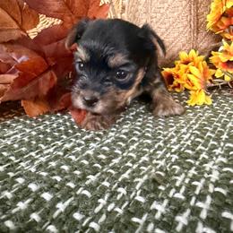 Lucy girl 3 - Black and tan female Yorkshire Terrier puppy in Hudson, Florida from MCM Acres
