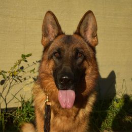 Luna - German Shepherd