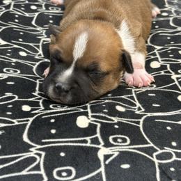 Female 2 - Red and white female Staffordshire Bull Terrier puppy in Lakeland, Florida from English Creek Staffords