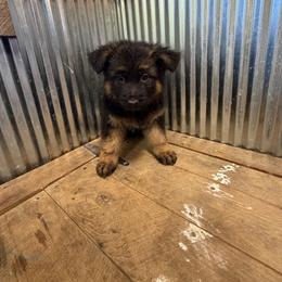 Winter - Black and red female German Shepherd puppy in Ridgeville, Indiana from McCord’s Standard Aussies