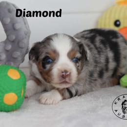 Diamond - Blue merle female Miniature Australian Shepherd puppy in Garden Plain, Kansas from Krazy K Aussies