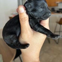 Hershey - Black and white male Aussiedoodle puppy in Spring Hill, Florida from Pawprint Dreams Boarding and Kennel