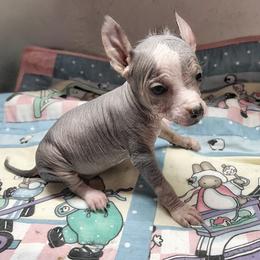 Chihuahua and Chinese Crested Puppies from Western Kentucky Chihuahua’s and Chinese Crested’s