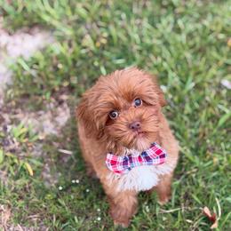 Half Dollar - Red male Australian Labradoodle puppy in Calhoun, Louisiana from Arrowhead Australian Labradoodles