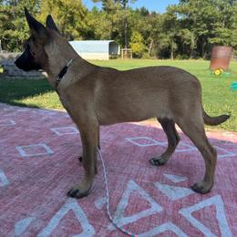 Belgian Malinois puppies from Kings K9 Kennel & Training, LLC