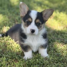 Porky - Black and white male American Corgi puppy in Hope, Arkansas from Foxy Knoll Farm