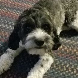 Cavapoos from Kari's Cavapoos