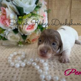 Dachshund Puppies from Shiloh Ridge Dachshunds