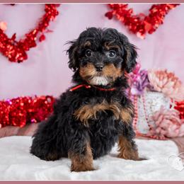 Chief - Black and tan male Cockapoo puppy in Connersville, Indiana from Deaz Doodle Ranch