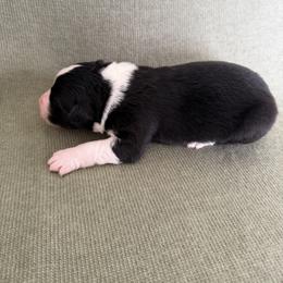 Atlas - Black & white male Australian Shepherd puppy in Bethlehem, Connecticut from Montanna Sage LLC
