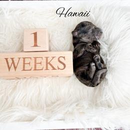 Hawaii - Merle female Goldendoodle puppy in from Pink Poodles and Doodles
