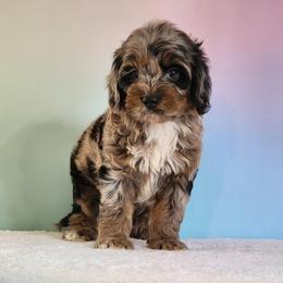 Oscar - Merle male Cockapoo puppy in Louisburg, North Carolina from Raven Oak's Mini Cockapoos and Mini Dachshunds