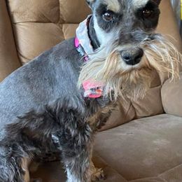 Miniature Schnauzers from Panhandle Schnauzers