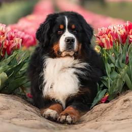 Tundra - Bernese Mountain Dog