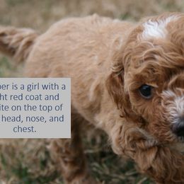 Cavapoo Puppies from Liberty Hill Texas Cavapoos