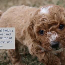 Cavapoo Puppies from Liberty Hill Texas Cavapoos