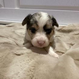 Ambear - Blue merle and white female American Corgi puppy in Decatur, Texas from Bar S Corgis